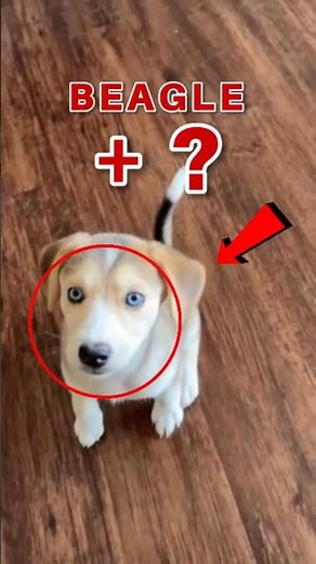 Top 5 Beagle Mixes You’ve Gotta See 🐶🔥#BeagleMix #dailybeaglelife #CuteDogsUSA