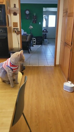 My Cats Embrace 4th of July Traditons#unitedkingdom #usa_tiktok #catdad #talkingcat #standupcomedy | Doug the business cat