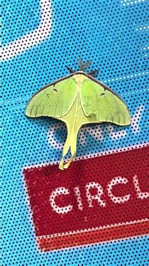 This Alien-Looking Moth Is Actually Real Luna moth #reels #viralvideo #2026