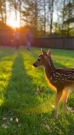 They Rescued This Tiny Fawn… The Ending Is Beautiful #shorts