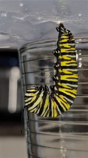 How to Raise Monarch Butterflies and Monarch Caterpillars