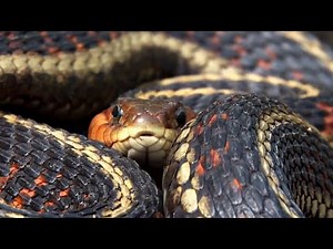 Most snake bites in Florida & Georgia aren’t deadly, but certain actions can make a bite wound worse