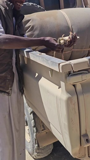 Handling a Calm Yellowish-Brown Lizard Outdoors