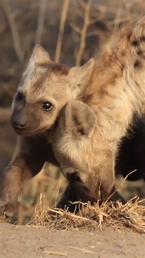 Playful Hyena Pups | Wildest Kruger Sightings