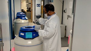 Process Development for the Production and Purification of Adeno-Associated Virus AAV2 Vector using Baculovirus-Insect Cell Culture System