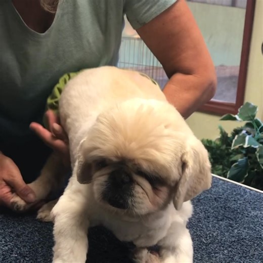 💗💗Flashback. WATCH A SEGMENT in the HEALING TRANSFORMATION of QUADRIPLEGIC WINSTON💗💗 Please Share! 💗💗 Winston’s a former foster. This flashback video is another example of your donations at work. You can witness a segment of Winston’s healing journey and how your contributions made a difference in his life !💗 Winston came to us rear paralyzed, relinquished by his family and delivered in a laundry basket. That spring Winston developed a cervical disc herniation which caused him to go front