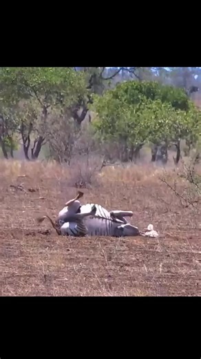 Zebra Birth Complications: A Deep Dive into Wildlife Challenges