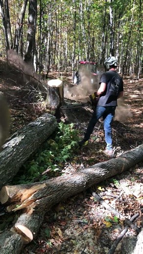 Cutting off a big rootball! #treeremoval #treecutting