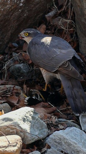 Sparrow hawk on Hunting Mood 😳 . . . #birdphotography #wildlifephotography #ayoubnayiak #naturelovers #sparrowhawk #animallover #naturephotography #nature #photography | Ayoub Nayiak Wildlife Photographer