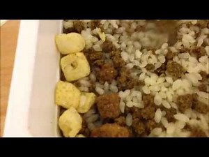 【NISSIN】カレーメシ☆ビーフかれーらいす食べてみた！！