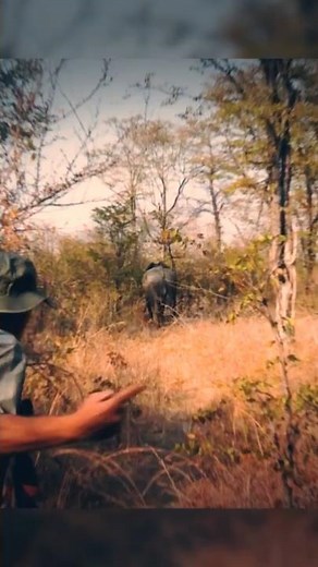 The Hunt He Never Expected | Neil Davies on Chasing Elephants in Zimbabwe
