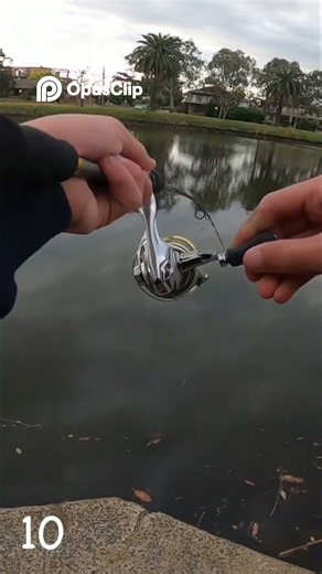 Tiny Fish Stealing the Show Where Are the Big Ones