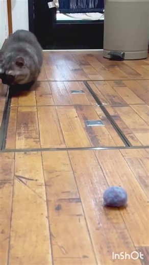 Cute Japanese Cat Moments: A Joyful Compilation