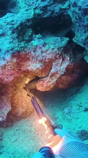 Sigal Team: Spearfishing Adventures with Ruggero Gilletti