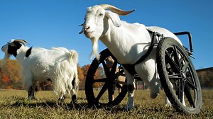 376K views · 3.7K reactions | Jenny Brown lost her leg, and says her prothesis helps in everyday life. Now, she helps fit new limbs on animals at the Woodstock Farm Sanctuary in Woodstock, New York. | Great Big Story | Facebook