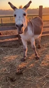 “Donkey Stubborn Walk – Village LOL Moment!” 🤣 • • • • #donkeys #donkeylove #animals #donkeysofinstagram #usa #horse #instagram #california #viral #reels #farmlife #trending #farm #america #nature #love #esel #shrek #animal #photography #donkeylife #horses #animallovers #donkeyoftheday #burro #instagood #art #travel #explore #donkeylovers | Village Donkey Life