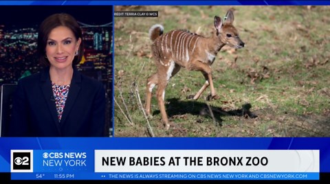 New baby animals now at Bronx Zoo