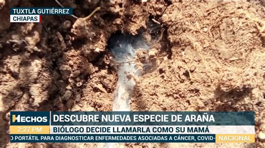 1.3M views · 20K reactions | Biólogo descubre nueva especie de araña y la bautiza con el nombre de su madre El biólogo Miguel Ángel García Villafuerte descubrió una nueva especie de arácnido que habita en Ocozocoautla, Chiapas, a la que bautizó utilizando el nombre de su madre, llamada Albertina. | Azteca Sonora | Facebook