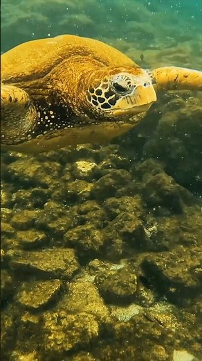 5-Day Galapagos Itinerary #galapagos #diytravel #adventuretravel