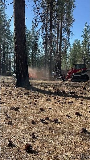 40 Trees VS 2 Men NO PROBLEM! 🌲😎🌲#california #usa #siskiyou #tree #ryansequipment#property#clean