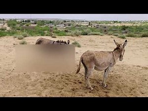 Donkeys Are Happy in Jungle