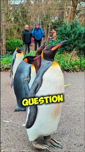 Penguins Go On Daily Walks… 🐧🤯 But Why Is NO ONE Talking About This?