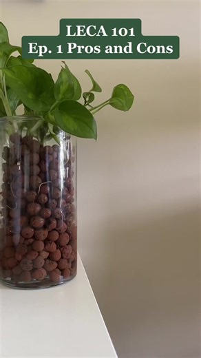 Leca Series Episode 1: Pros and Cons of Using Leca for Plant Growth