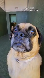 4.8K views · 387 reactions | Adopted A5711153 ✰ COCO -7/05/25-...