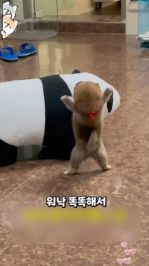 시바견이 최고인 이유