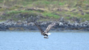 45K views · 2.6K reactions | Female White Tailed Eagle, filmed in slow motion this afternoon whilst out with my workshop group and Mull Charters . As you can see she has significant damage to one wing, which must make the control needed in flight even more difficult, an amazing bird. I’m sure FB will kill the quality of the video, it was shot in 4K so hopefully it looks ok  | Gary Jones Wildlife Photography | Facebook