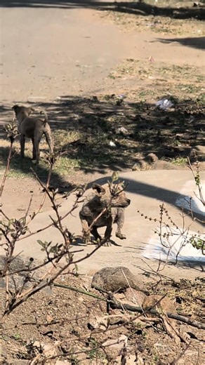 Puppy Gang marking territory #dog #dogs #puppy #streetdog #rap