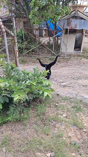 Siamang Monkeys Play in Outdoor Setting