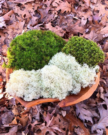 Live Reindeer & Mood Moss Mix: Healthy Terrarium Moss - Etsy