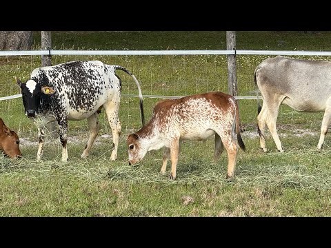 Miniature Zebu Calving