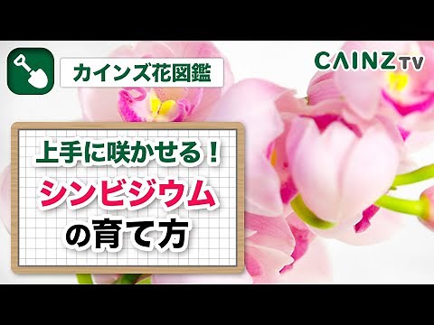シンビジウムの育て方｜日常の管理｜病気や害虫対策は概要欄にて