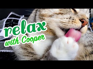 ASMR Cat Cooper 😽 grooming, very relaxing 💫