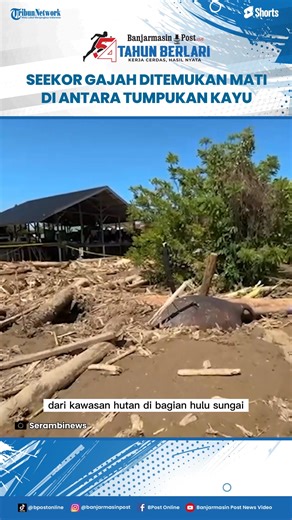 Seekor Gajah Ditemukan Mati di Antara Tumpukan Kayu Banjir Pidie Jaya Aceh Download aplikasi berita TribunX di Play Store atau App Store untuk dapatkan pengalaman baru. BANJARMASINPOST.CO.ID - Seekor gajah sumatera (Elephas maximus sumatranus) ditemukan mati akibat banjir bandang di Kabupaten Pidie Jaya, Aceh. Bangkai satwa dilindungi itu ditemukan terjepit di tumpukan kayu dan lumpur di Desa (Gampong) Meunasah Lhok, Kecamatan Meureudu, Sabtu (29/11/2025). Wartawan Antara bersama warga setempat 
