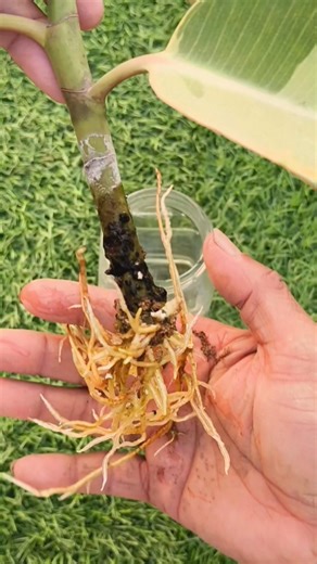 Rubber Plant: Water Propagation and Potting Mixture #Barun