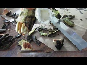 How to sprout a pecan from seed