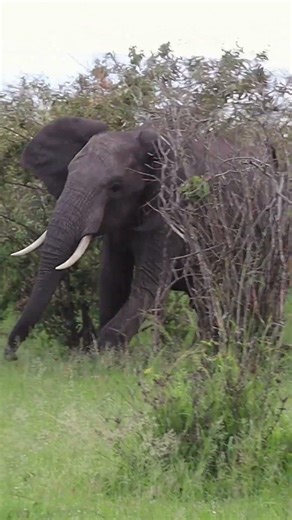 Lion Runs Away From Angry Elephant! 😳🐘 #shorts #lion #elephant #wildlife #faunexiawild
