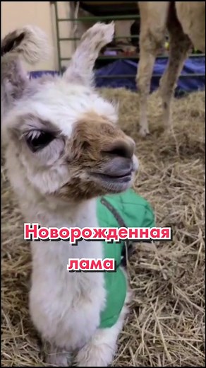 Расправа Пикабу! Топ рек новорожденной ламы