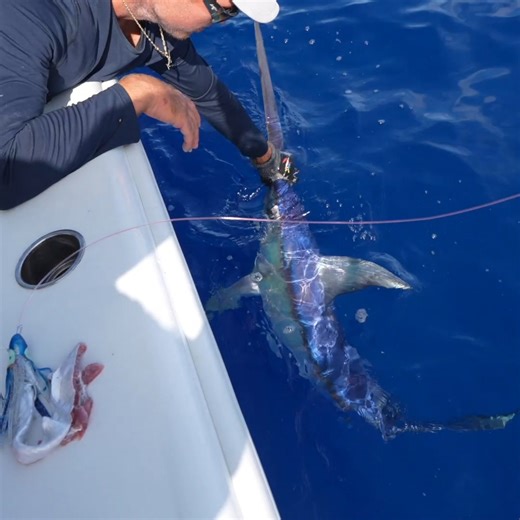 Releasing a Swordfish! | Capt. Nick Stanczyk