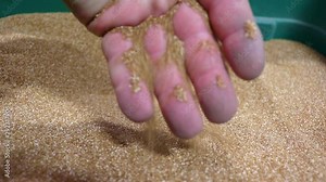 Selam Teff Grass Seed to be used as cover crop, sold by a small business that sells and exports seeds to farmers who are concerned about soil health; this grass is used forage for livestock