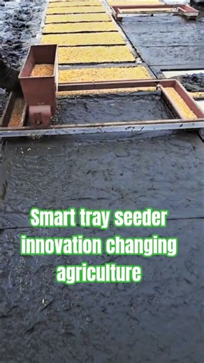 Innovative Rice Seedling Tools Machine for Farming Efficiency