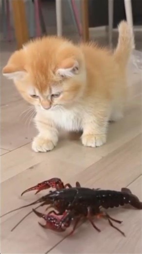 Shocking! Watch this cat 🐈 fitting with crab 🦀 ! #cat short