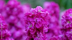 Bright pink raspberry flowers The famous gardens of Butchert on Victoria Island. Canada. The Butchart Gardens