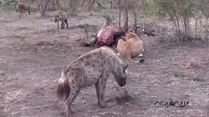 26K views · 326 reactions | To get food, hyenas recklessly defy all enemies, including lions. | Predatory Animals | Facebook