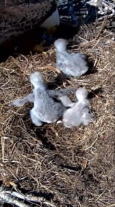 97K views · 1K reactions | P#26 Review bird daily life in their nest | Mother bird and baby bird life with nature! #birdlovers #motherbird #babybird #birdsounds #birdphotography #birdnest #birdsofinstagram #bird #birdlife #nature #naturelover #reviewbirdnest #birdwatching #lifewithbirds #birdsounds | Page 285 | Facebook
