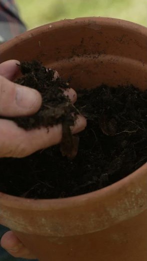 How Leaf Mold Makes Your Garden Awesome