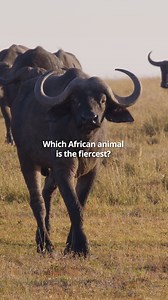 1.3K views · 5.7K reactions |  Meet the bold and brave buffalo! With...